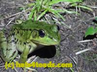 /home//u458753944/public_html/sourcegallery//Frogs/More bullfrogs/P8170145.JPG